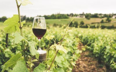 Slovak wine – where to find the best glass of wine?