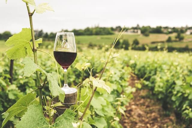 Slovak wine – where to find the best glass of wine?